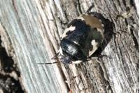 Tritomegas bicolor