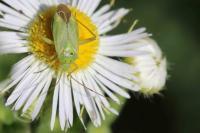 Closterotomus norwegicus