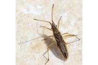 Myrmus miriformis