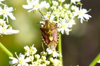 Carpocoris purpureipennis