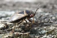 Geocoris megacephalus