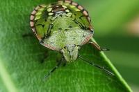 Nezara viridula