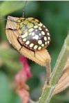 Nezara viridula