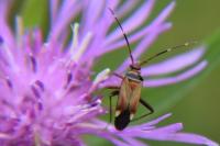 Adelphocoris vandalicus