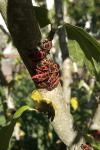 Pyrrhocoris apterus