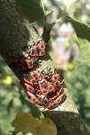 Pyrrhocoris apterus