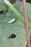 Cicadella viridis