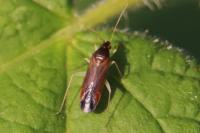 Phylus coryli