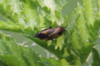 Plagiognathus arbustorum