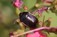 Adomerus maculipes