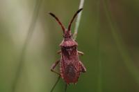 Coriomeris denticulatus