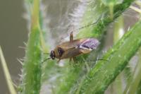 Plagiognathus arbustorum