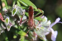 Camptopus lateralis