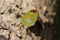 Palomena prasina
