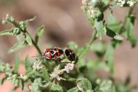 Eurydema ornata