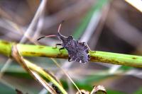 Enoplops scapha