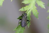 Orthocephalus coriaceus