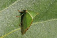 Stictocephala alta