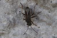 Ortholomus punctipennis