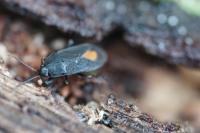 Aphanus rolandri