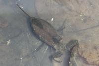 Nepa cinerea