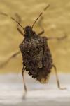 Halyomorpha halys