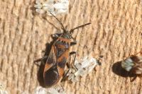 Arocatus roeselii