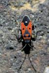 Melanocoryphus albomaculatus