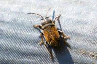 Megalonotus emarginatus