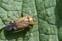 Harpocera thoracica