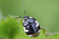 Tritomegas bicolor
