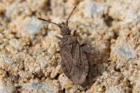Arenocoris waltlii