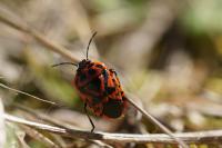 Eurydema ornata