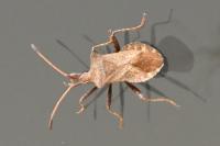 Coreus marginatus