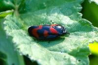 Cercopis vulnerata