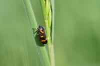 Cercopis intermedia