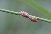 Aelia acuminata