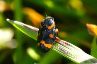 Cercopis intermedia