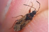Pachybrachius fracticollis