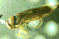 Callicorixa praeusta