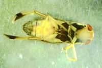 Callicorixa praeusta