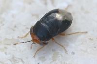 Geocoris erythrocephalus