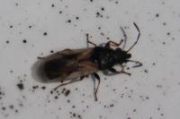 Metopoplax ditomoides