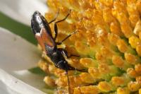 Pterotmetus staphyliniformis