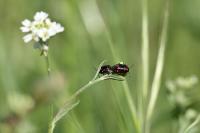 Eurydema oleracea