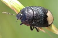 Sehirus morio