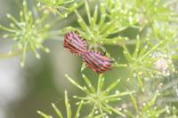 Graphosoma italicum