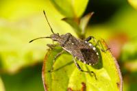 Ceraleptus gracilicornis