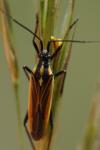 Leptopterna dolabrata