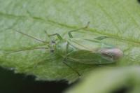 Orthotylus